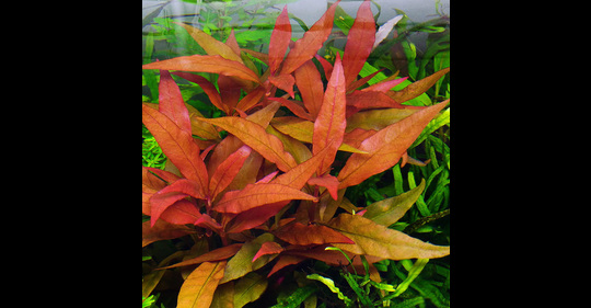 Alternanthera Sp Bronze Plante D Aquarium In Vitro Laboratorium 313
