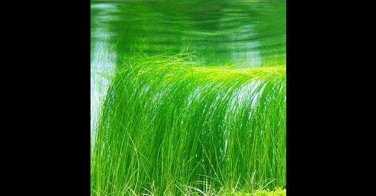 Eleocharis vivipara - Plante d'aquarium in vitro Laboratorium 313 Eleocharis vivipara - Plante d'aquarium in vitro Laboratorium 313