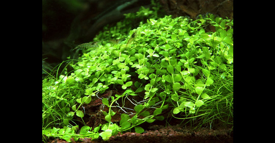 Micranthemum Monte Carlo in vitro - plante d'avant plan de l'aquarium