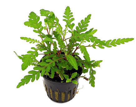 Plantes aquatiques en pot