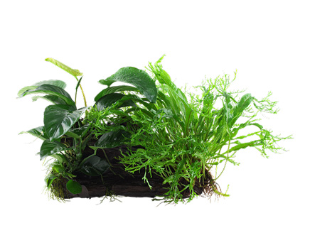 Plantes aquatiques sur racine