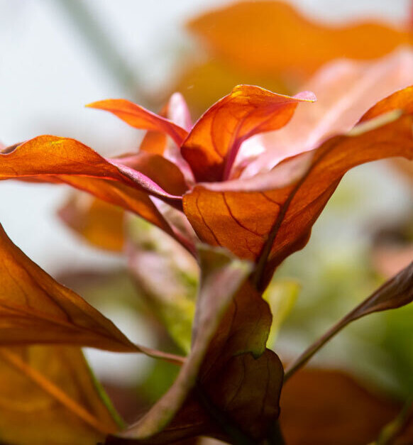 Sélection de plantes aquatiques