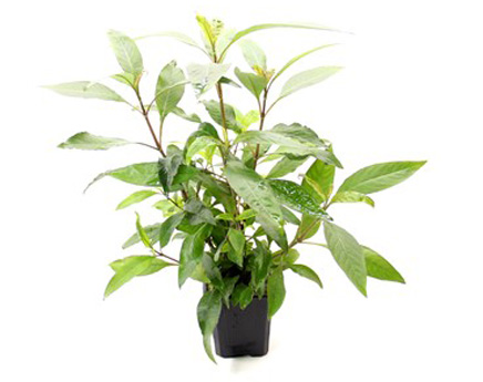 Plantes aquatiques XL