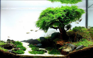 Substrats nutritifs pour aquarium