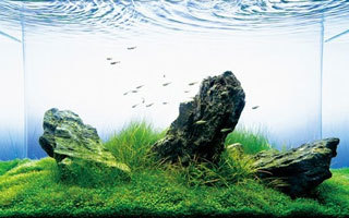Traitement de l'eau de l'aquarium