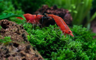 Nourriture Naturelle pour Crevettes d'Aquarium