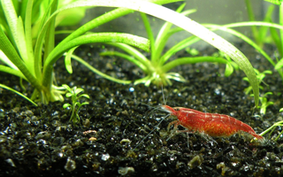 Substrat spécial aquascaping et aquariums à crevettes Substrat spécial aquascaping et aquariums à crevettes