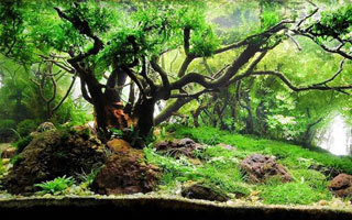 Korea eenzaam Masaccio Racines pour aquarium pour des décorations en bois naturel