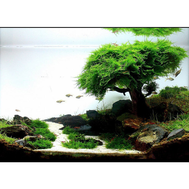 Aqua - avis aquarium Zolux Aqua Clear50 + déco 4260092572656_1