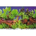 Poster Plantes 1/5 100x50cm - Hobby