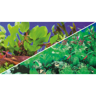 Poster Plantes 1/5 60x30cm - Hobby