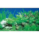 Poster Plantes 1/5 120x50cm - Hobby