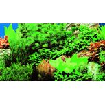 Poster Plantes 8 / Marine Blue 120x50cm - Hobby