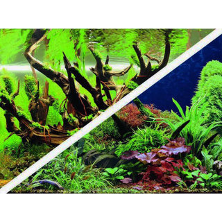 Poster Green Secret / Wood Island 60x30cm - Hobby