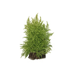 Taxiphyllum ‘Taiwan Moss’ in vitro Mousse