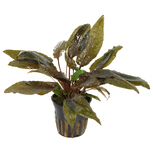 Cryptocoryne ‘Wendtii’ Tropica en pot