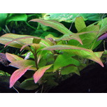 Hygrophila Corymbosa ‘Compact’ en pot