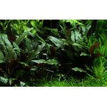 Cryptocoryne beckettii 'Petchii' en pot