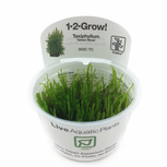 Taxiphyllum ‘Taiwan Moss’ in vitro Mousse