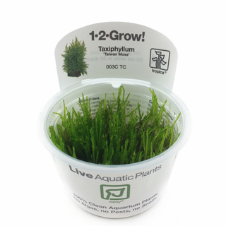 Taxiphyllum ‘Taiwan Moss’ in vitro Mousse