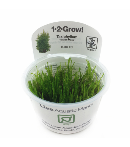 Taxiphyllum ‘Taiwan Moss’ in vitro Mousse