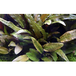 Cryptocoryne ‘Wendtii’ Tropica en pot