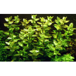 Bacopa Caroliniana en pot