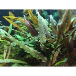 Cryptocoryne undulata 'Broad Leaf' in vitro
