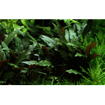 Cryptocoryne beckettii 'Petchii' sur roche