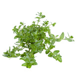 Bacopa Caroliniana en pot