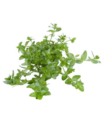 Bacopa Caroliniana en pot