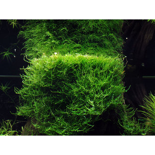 Taxiphyllum barbieri 'Bogor Moss' in vitro !  - Mousse