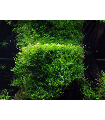 Taxiphyllum barbieri 'Bogor Moss' in vitro !  - Mousse