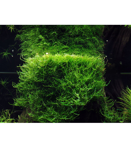 Taxiphyllum barbieri 'Bogor Moss' en portion !  - Mousse