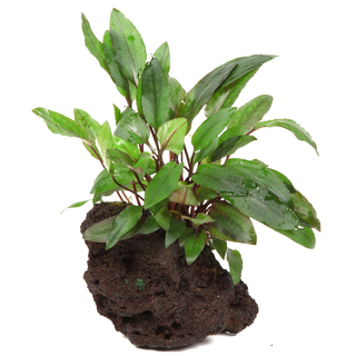 Cryptocoryne beckettii 'Petchii' sur roche