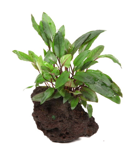 Cryptocoryne beckettii 'Petchii' sur roche