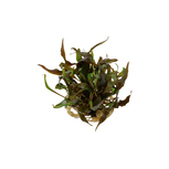 Cryptocoryne undulata 'Broad Leaf' in vitro
