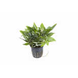 Hygrophila Corymbosa ‘Compact’ en pot