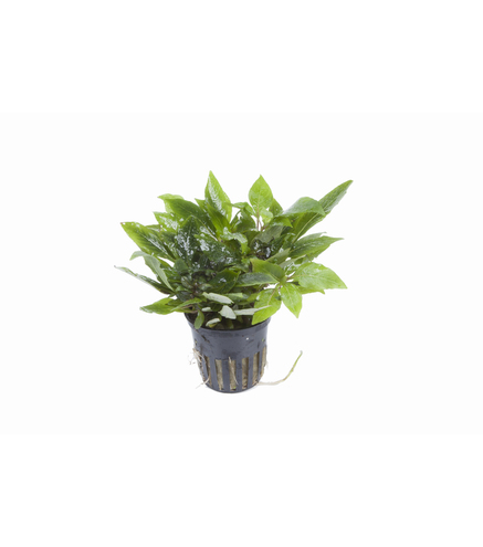 Hygrophila ‘Compact’ en pot
