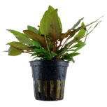 Cryptocoryne ‘Wendtii’ Tropica en pot