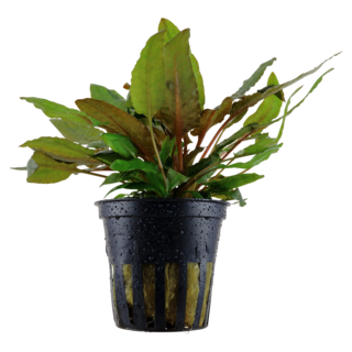 Cryptocoryne ‘Wendtii’ Tropica en pot