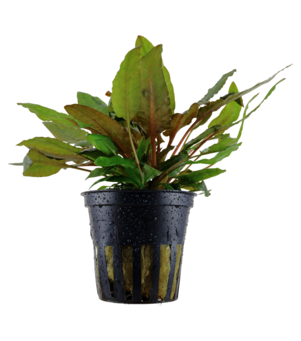 Cryptocoryne ‘Wendtii’ Tropica en pot