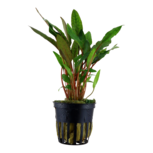 Cryptocoryne beckettii 'Petchii' en pot