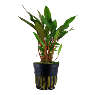 Cryptocoryne beckettii 'Petchii' en pot