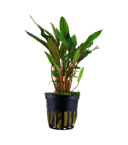 Cryptocoryne ‘Petchii’ en pot