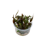 Cryptocoryne undulata 'Broad Leaf' in vitro