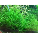 Taxiphyllum ‘Taiwan Moss’ in vitro Mousse