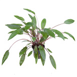 Cryptocoryne beckettii 'Petchii' en pot
