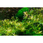 Rotala rotundifolia 'H'ra' in vitro