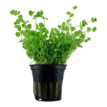 Micranthemum Umbrosum en pot